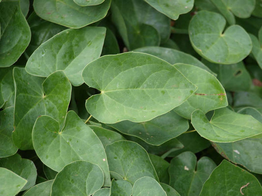 Epimedium versicolor 'Sulphureum'