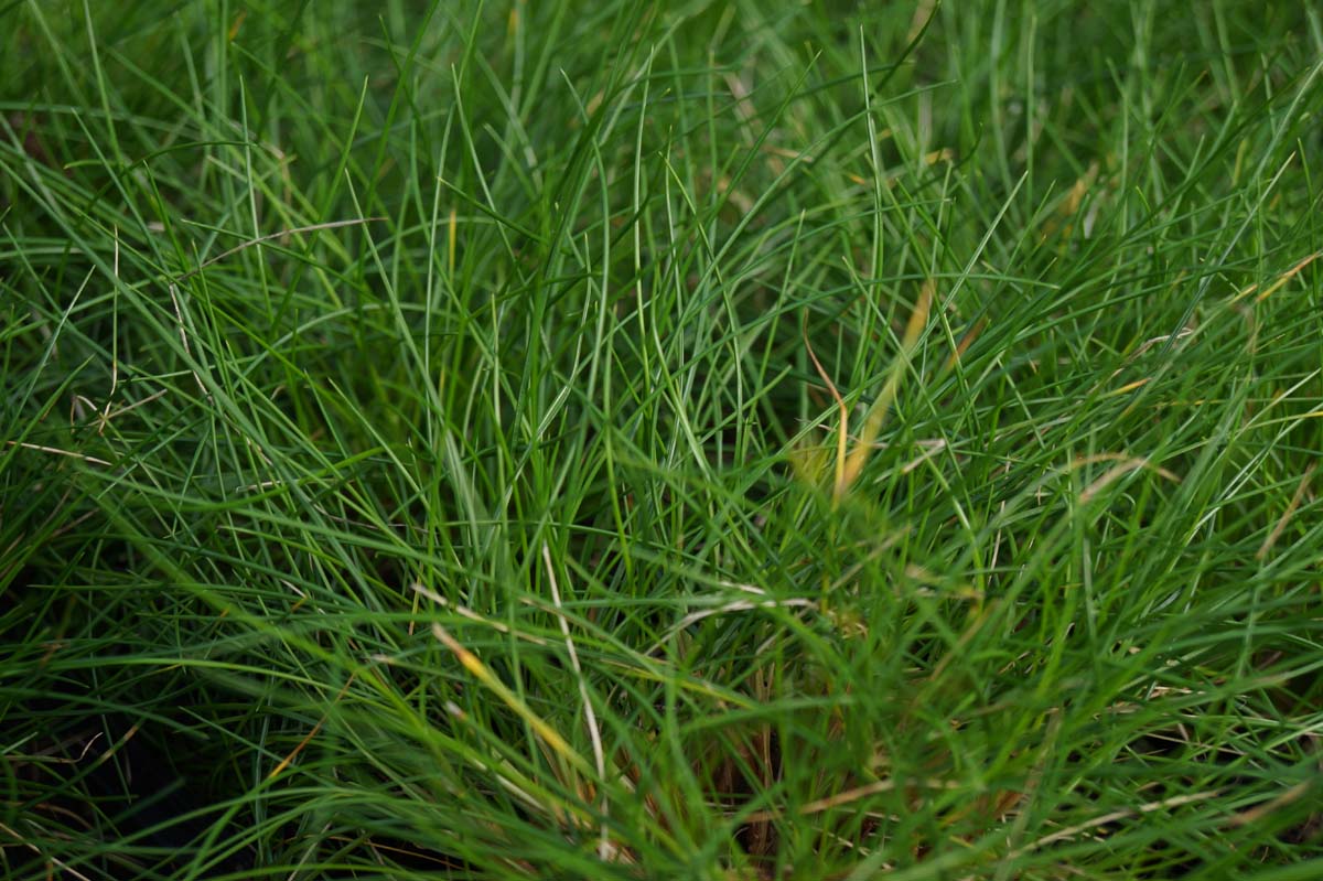 Festuca gautieri