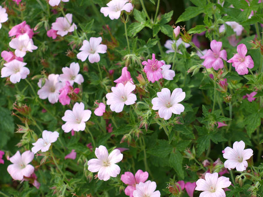 Geranium endressii