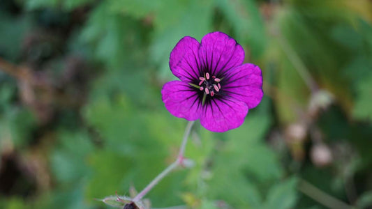 Geranium palustre