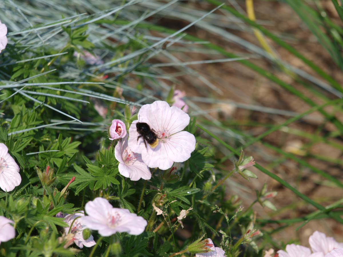 Geranium sanguineum striatum