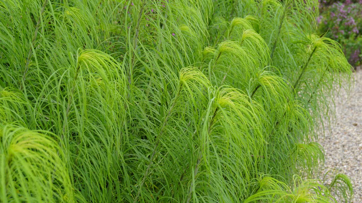 Helianthus salicifolius