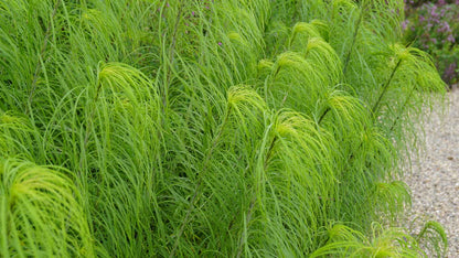 Helianthus salicifolius