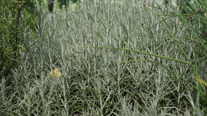 Helichrysum italicum