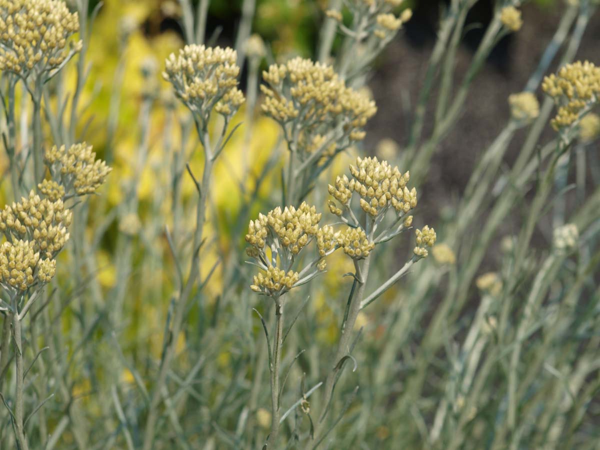 Helichrysum italicum