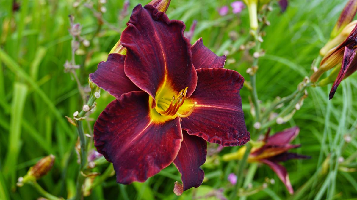 Hemerocallis 'Sammy Russell'