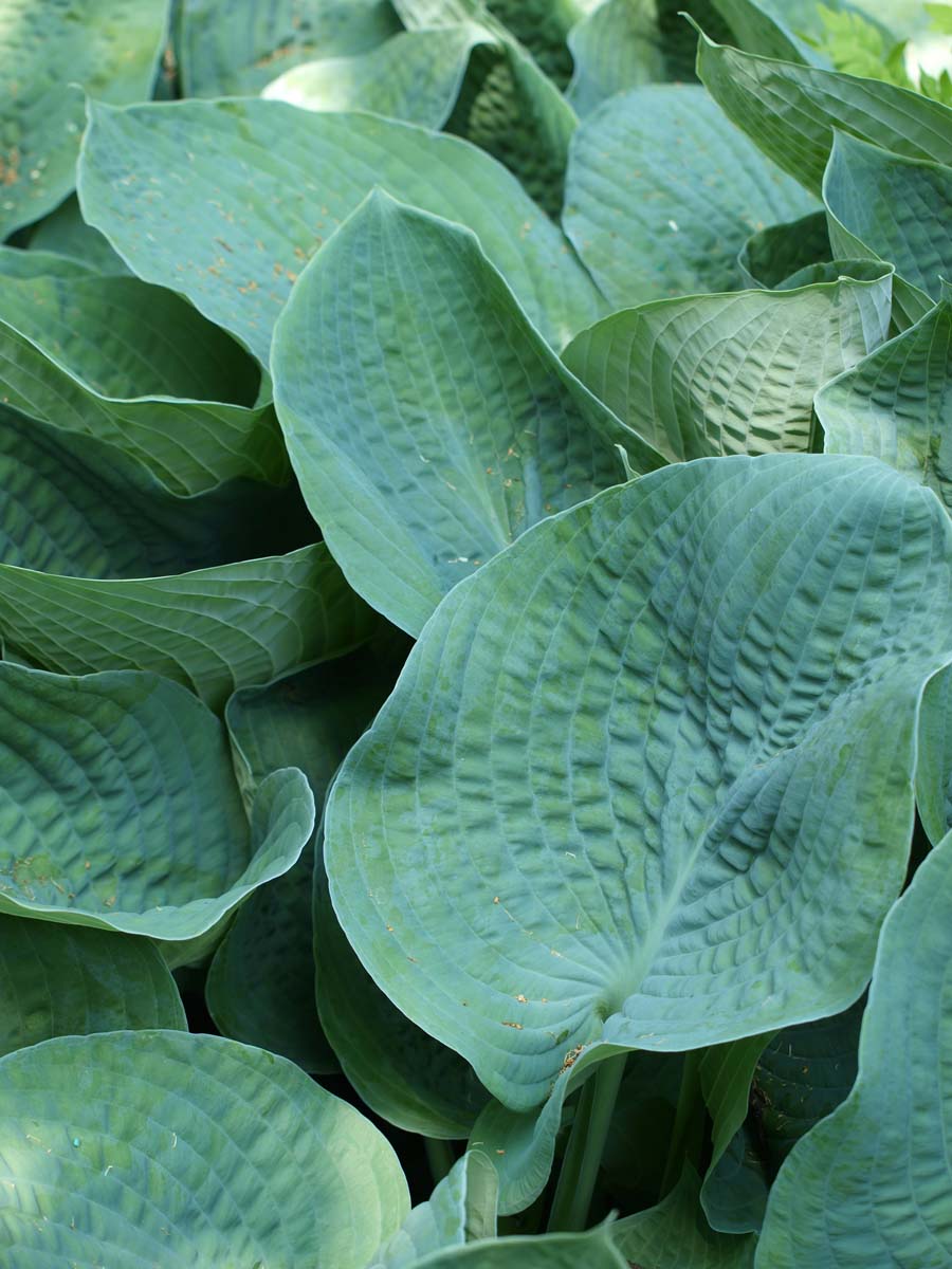 Hosta 'Elegans'