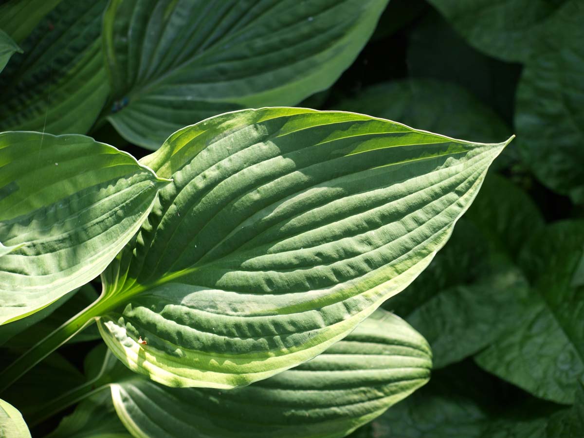 Hosta 'Frances Williams'