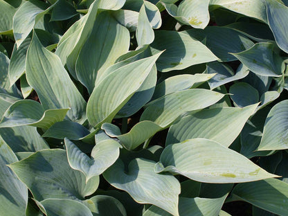 Hosta 'Halcyon'