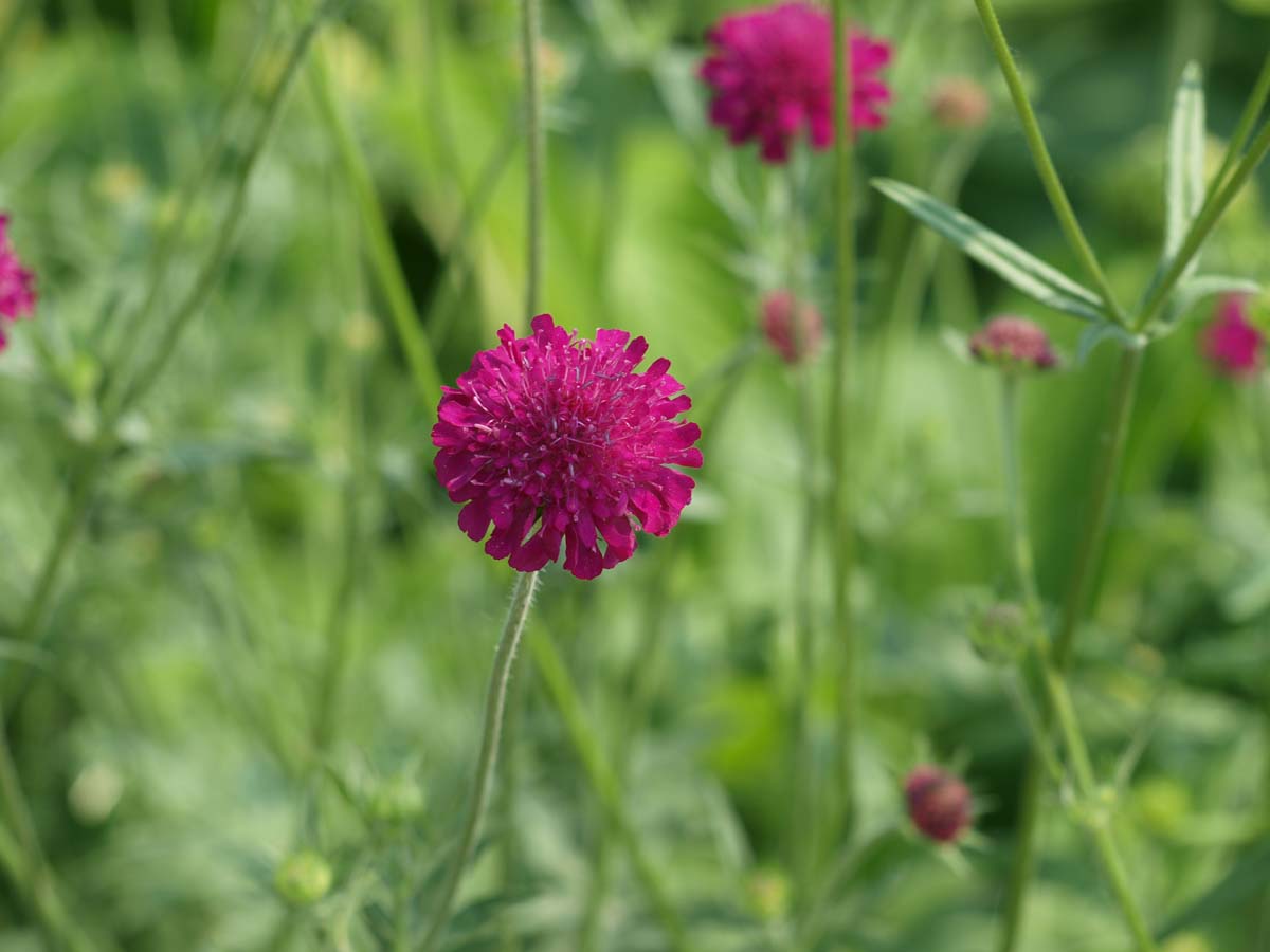 Knautia macedonica