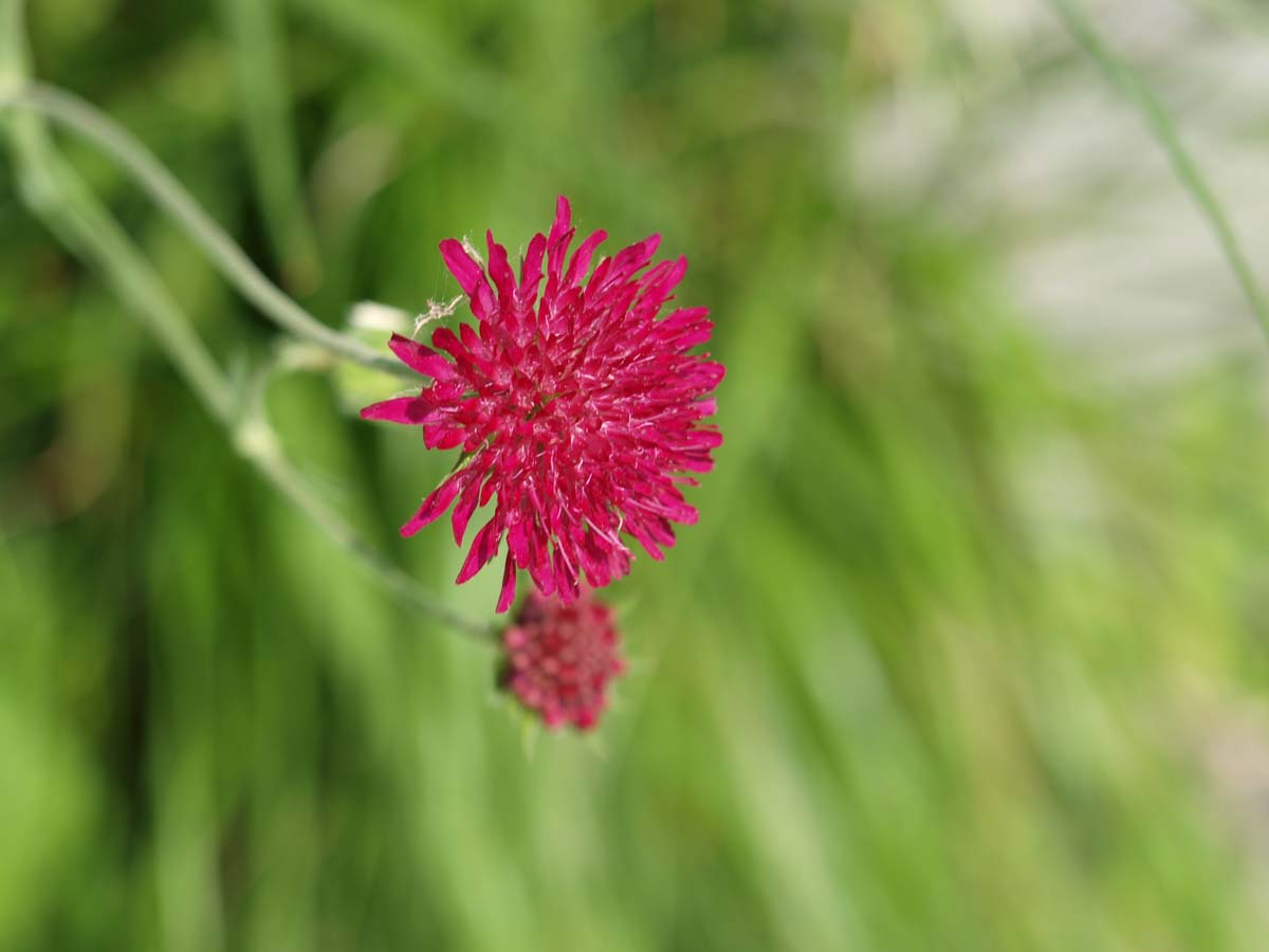 Knautia macedonica