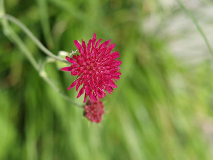 Knautia macedonica