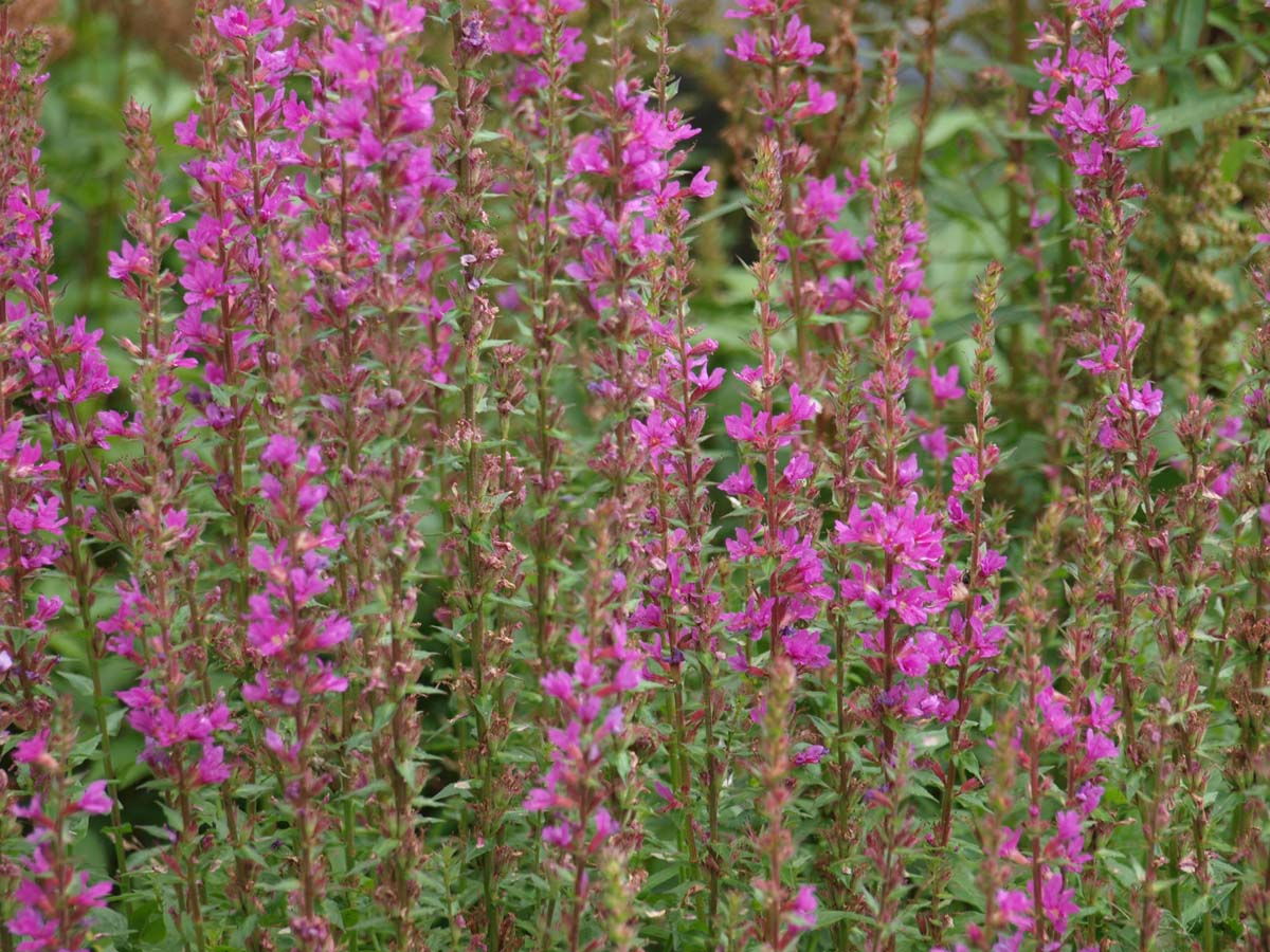 Lythrum salicaria