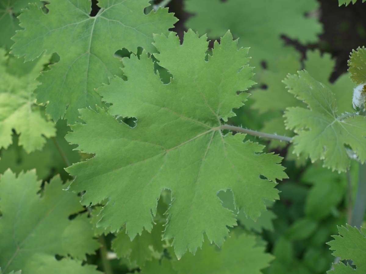 Macleaya microcarpa