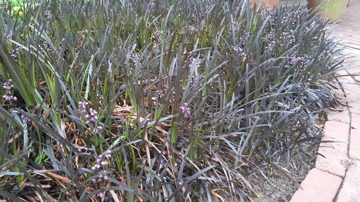 Ophiopogon planiscapus 'Niger'