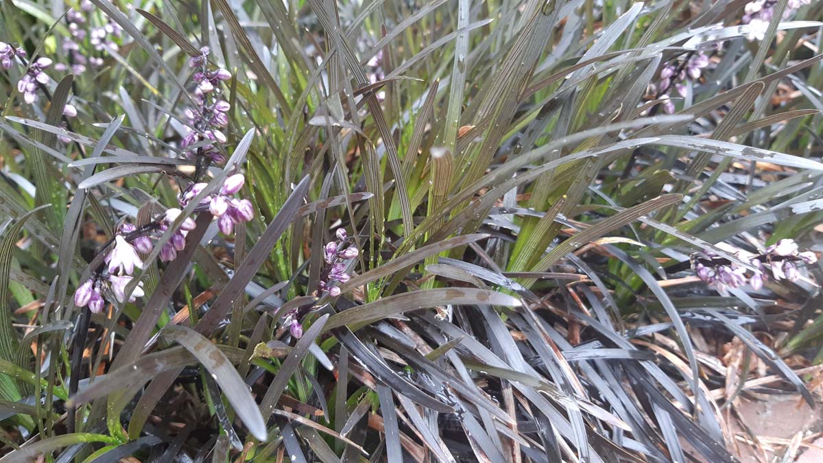 Ophiopogon planiscapus 'Niger'