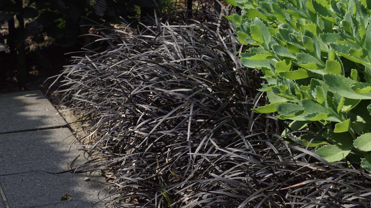 Ophiopogon planiscapus 'Niger'