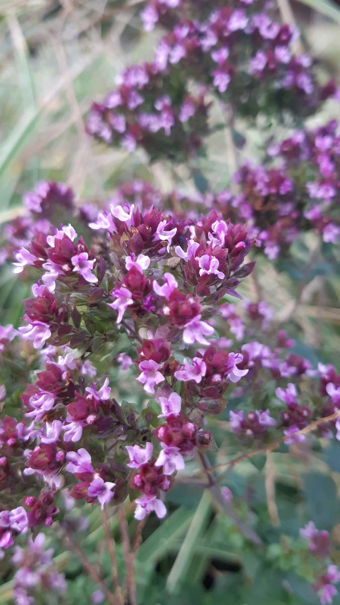 Origanum vulgare