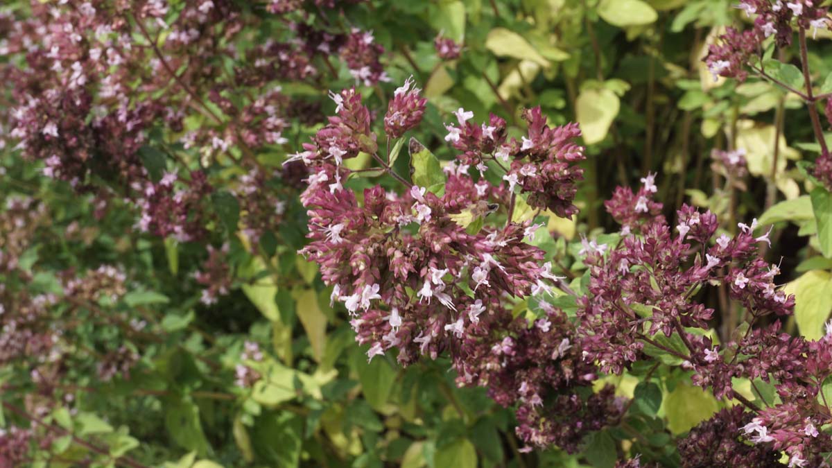 Origanum vulgare