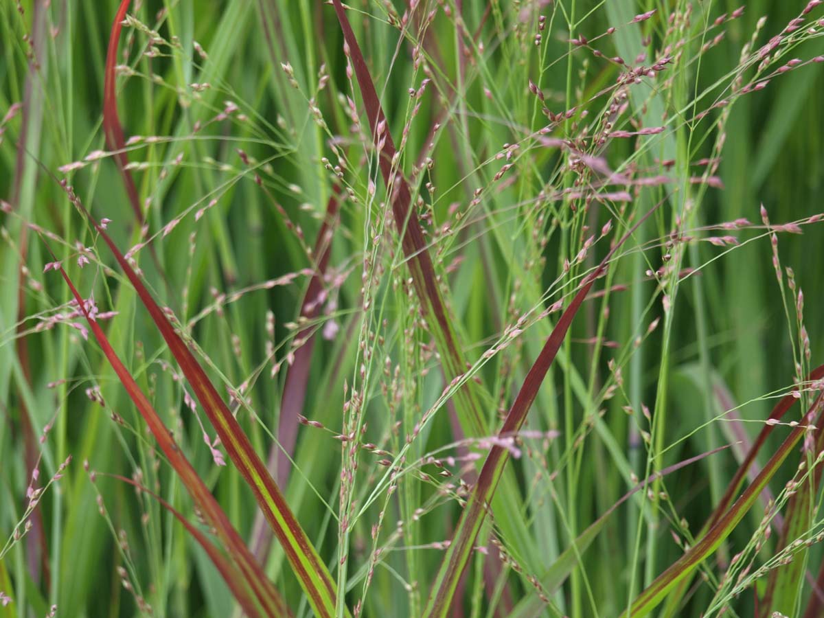 Panicum virgatum 'Rotstrahlbusch'