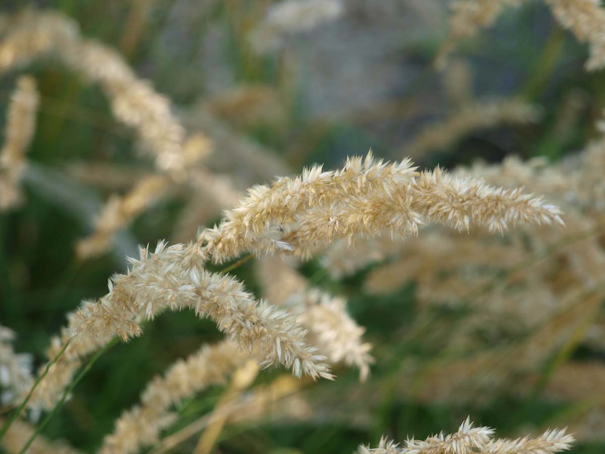 Pennisetum alopecuroides 'Little Bunny'