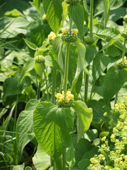 Phlomis russeliana bloem