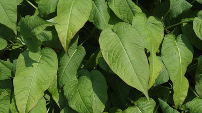 Persicaria amplexicaulis blad