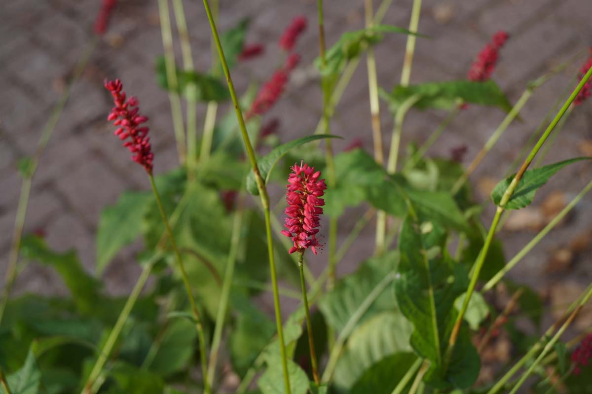 Persicaria amplexicaulis bloem