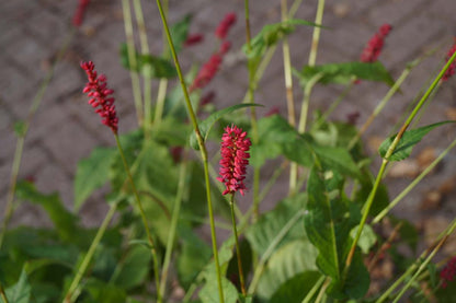 Persicaria amplexicaulis bloem