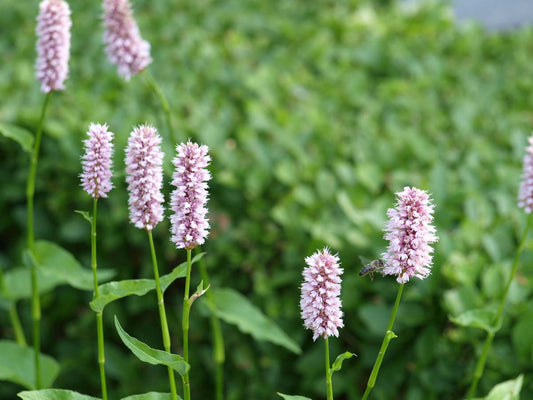 Persicaria bistorta