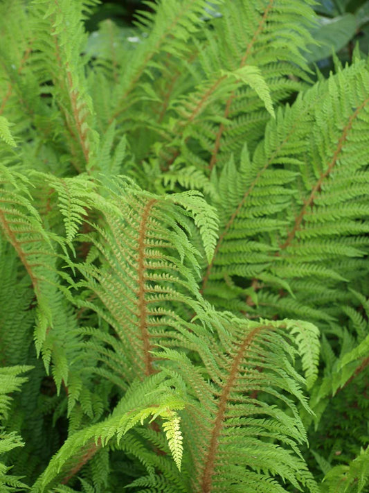 Polystichum setiferum