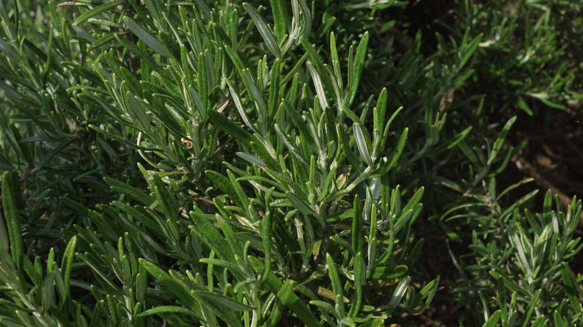 Rosmarinus officinalis blad