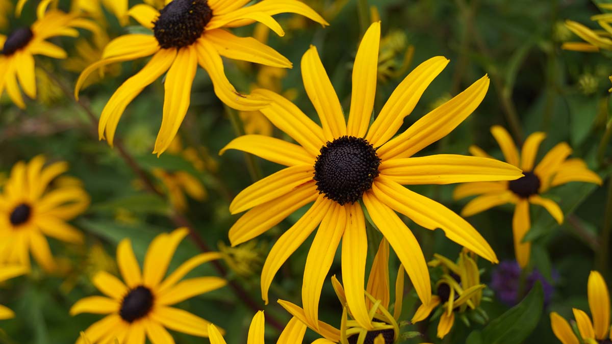 Rudbeckia fulgida 'Goldsturm'