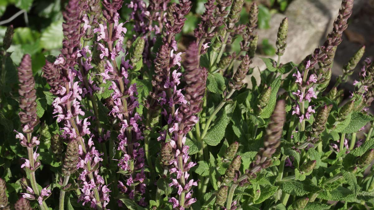 Salvia nemorosa