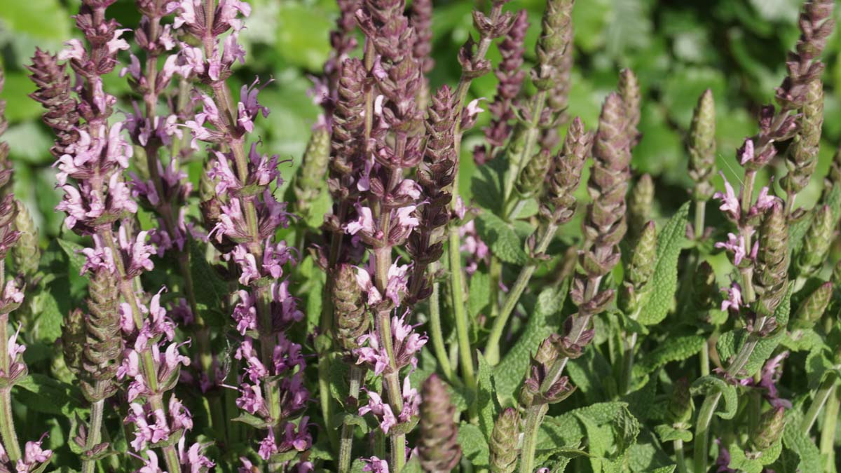 Salvia nemorosa