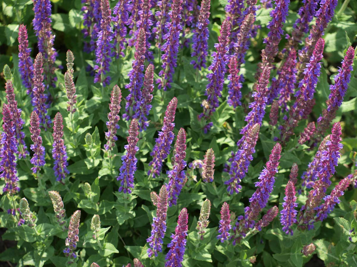 Salvia nemorosa 'Ostfriesland'