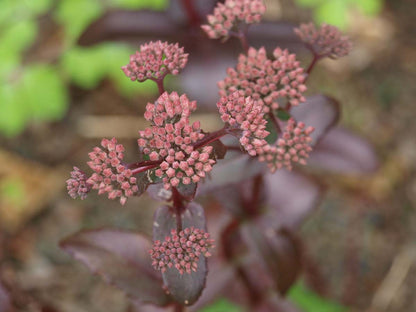 Sedum 'Matrona'