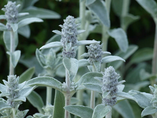 Stachys byzantina