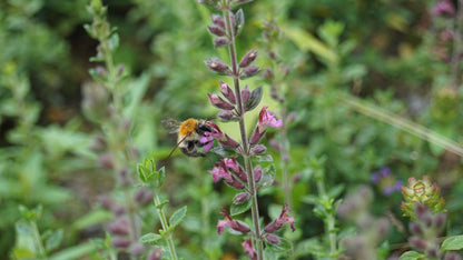 Teucrium lucidrys