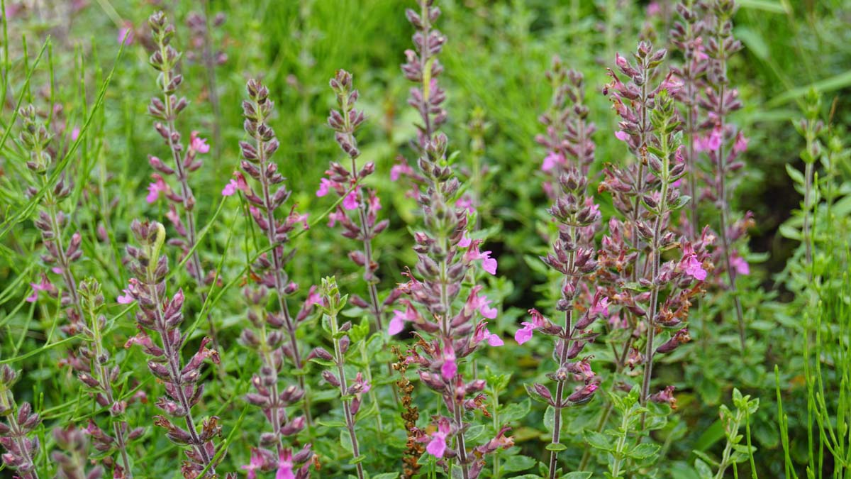 Teucrium lucidrys