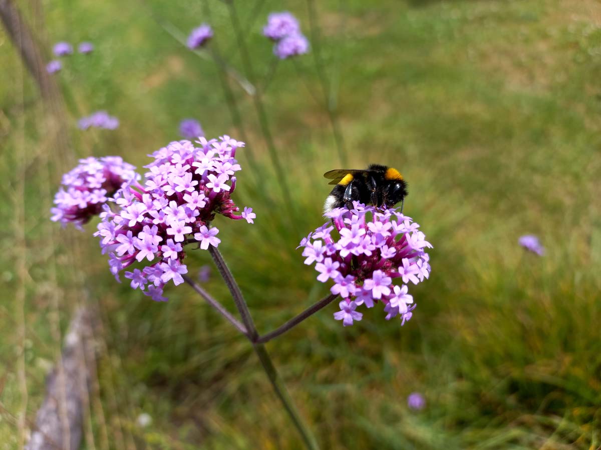 Verbena bonariensis biodiversiteit