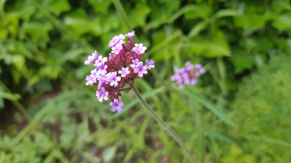 Verbena bonariensis bloem