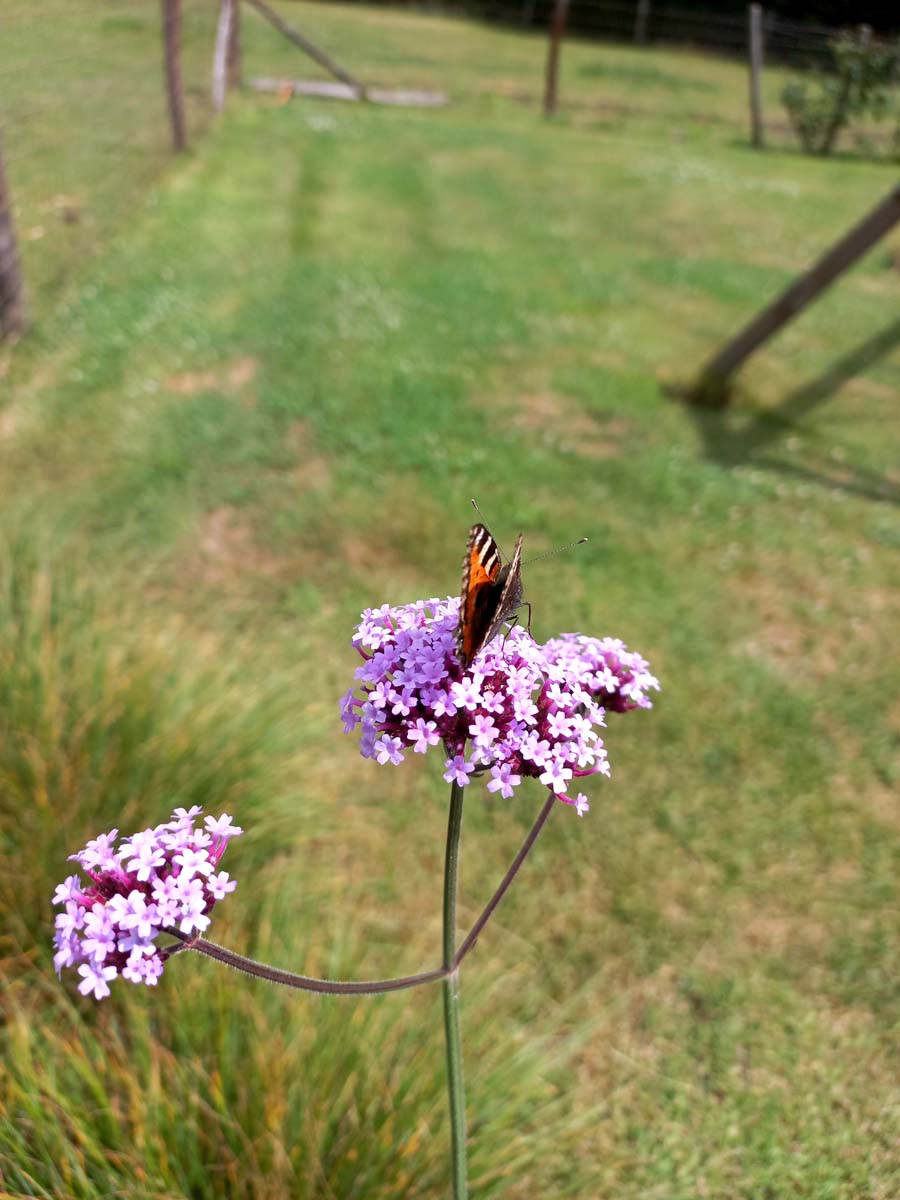 Verbena bonariensis biodiversiteit