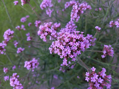 Verbena hastata