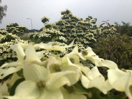 Cornus kousa 'National' Tuinplanten