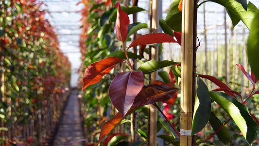 Photinia fraseri 'Camilvy' Tuinplanten