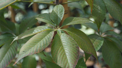 Aesculus glabra 'October Red'