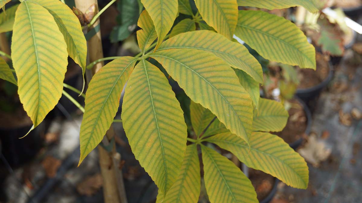 Aesculus neglecta 'Autumn Fire' op stam