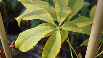 Aesculus neglecta 'Autumn Fire' op stam