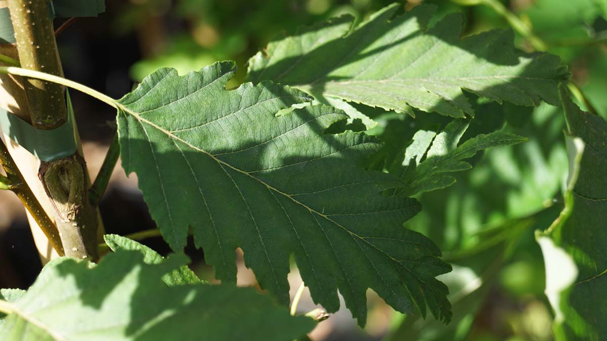 Alnus rubra 'Pinnatisecta' op stam